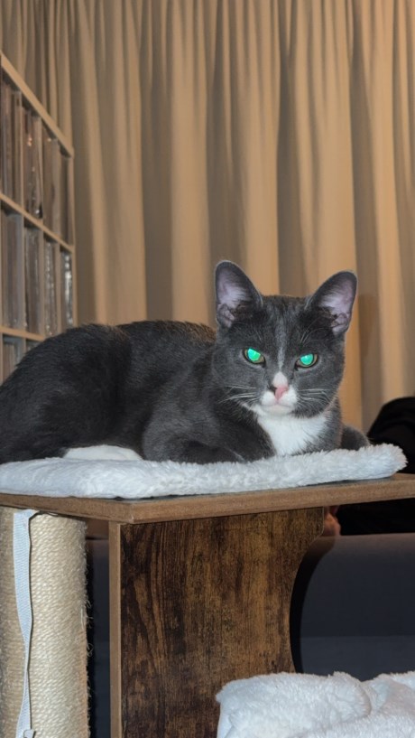 Kat Europese korthaar of huiskat