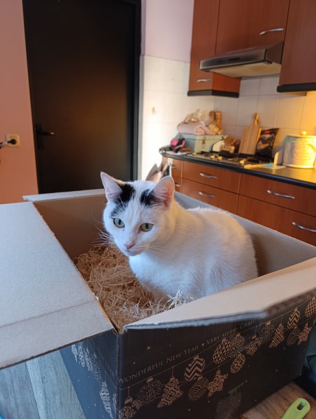 Kat Europese korthaar of huiskat