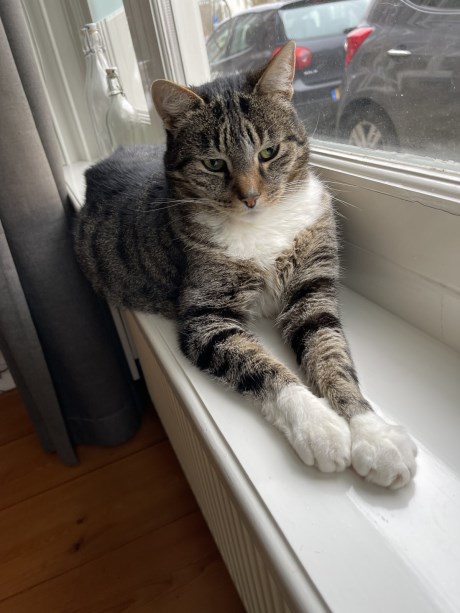 Kat Europese korthaar of huiskat