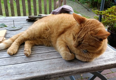 Kat Europese korthaar of huiskat