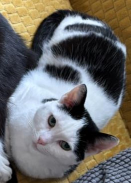 Kat Europese korthaar of huiskat