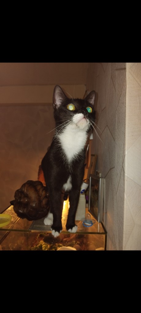 Kat Europese korthaar of huiskat