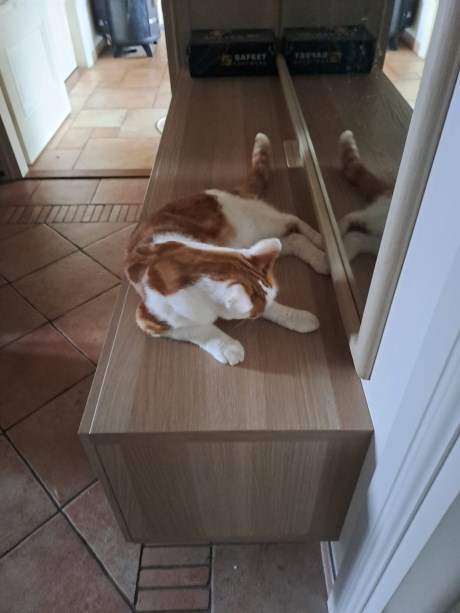 Kat Europese korthaar of huiskat