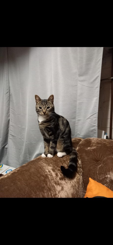 Kat Europese korthaar of huiskat