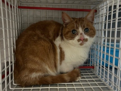 Kat Europese korthaar of huiskat