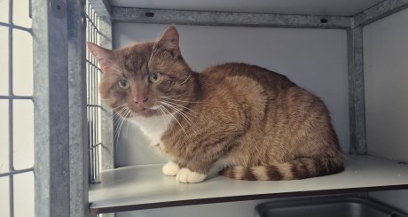 Kat Europese korthaar of huiskat