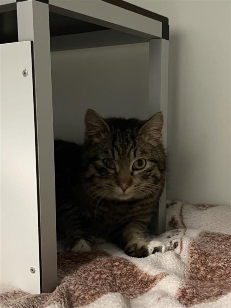 Kat Europese korthaar of huiskat