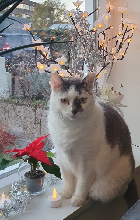 Kat Europese korthaar of huiskat