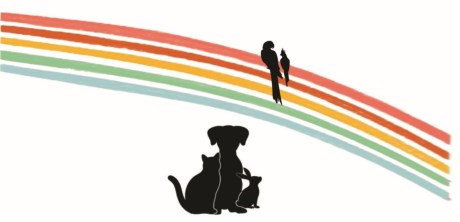 Kat Europese korthaar of huiskat