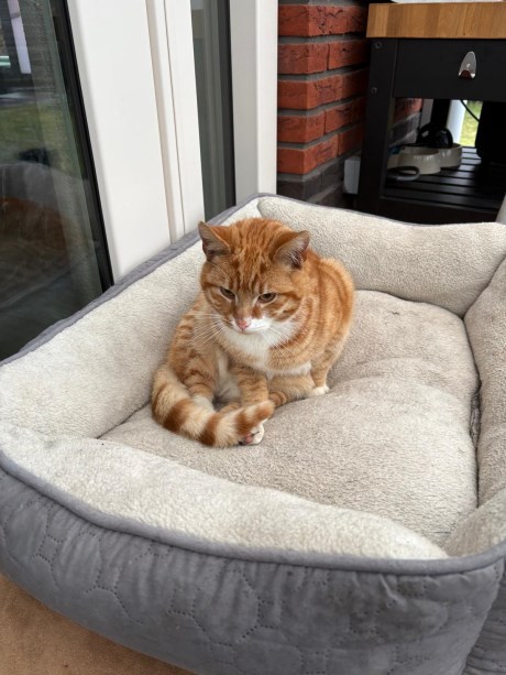 Kat Europese korthaar of huiskat