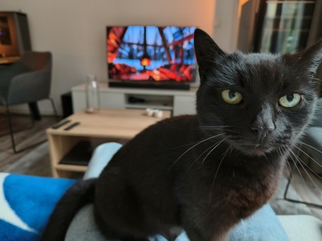 Kat Europese korthaar of huiskat