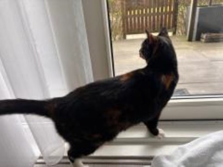 Kat Europese korthaar of huiskat