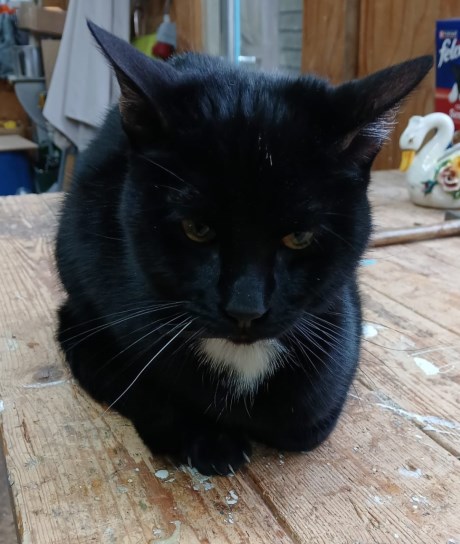 Kat Europese korthaar of huiskat