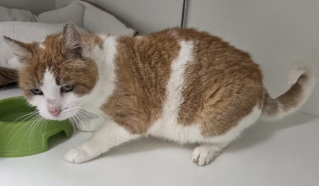 Kat Europese korthaar of huiskat