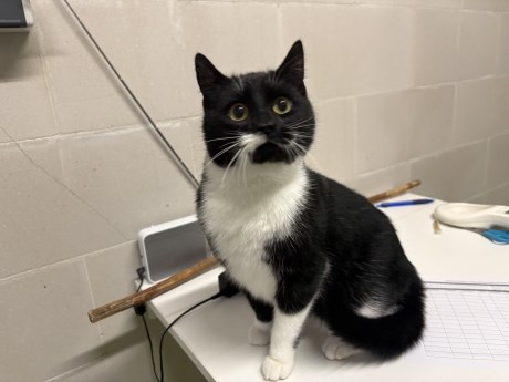 Kat Europese korthaar of huiskat