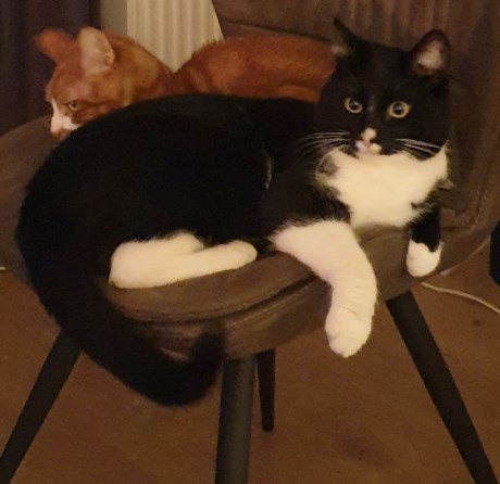 Kat Europese korthaar of huiskat