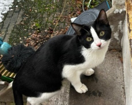 Kat Europese korthaar of huiskat