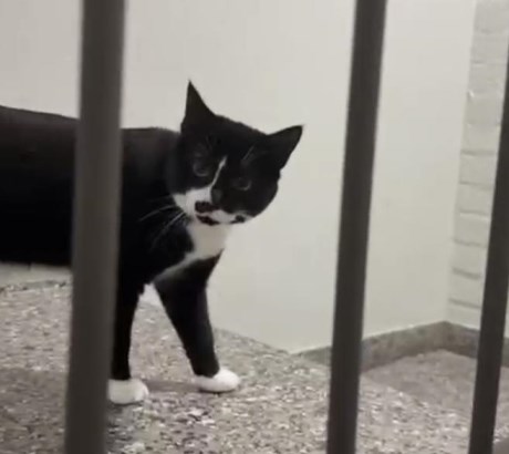 Kat Europese korthaar of huiskat