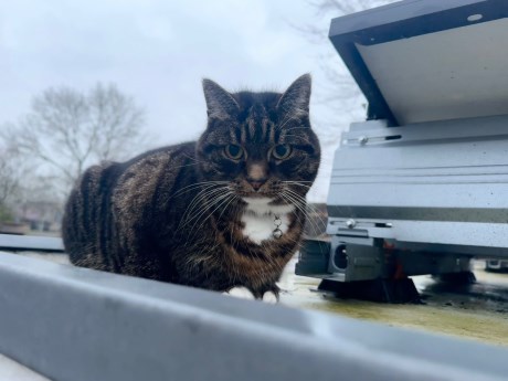 Kat Europese korthaar of huiskat