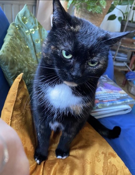 Kat Europese korthaar of huiskat