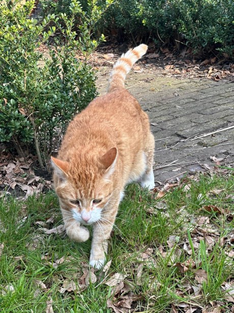 Kat Europese korthaar of huiskat