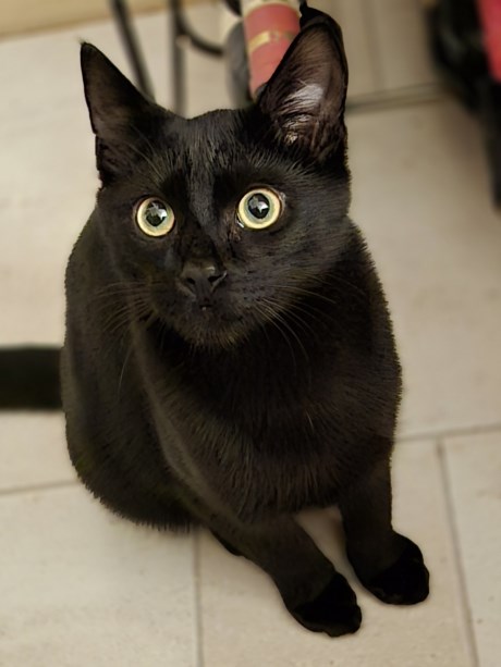 Kat Europese korthaar of huiskat