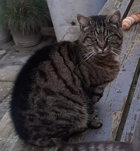 Kat Europese korthaar of huiskat