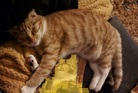 Kat Europese korthaar of huiskat