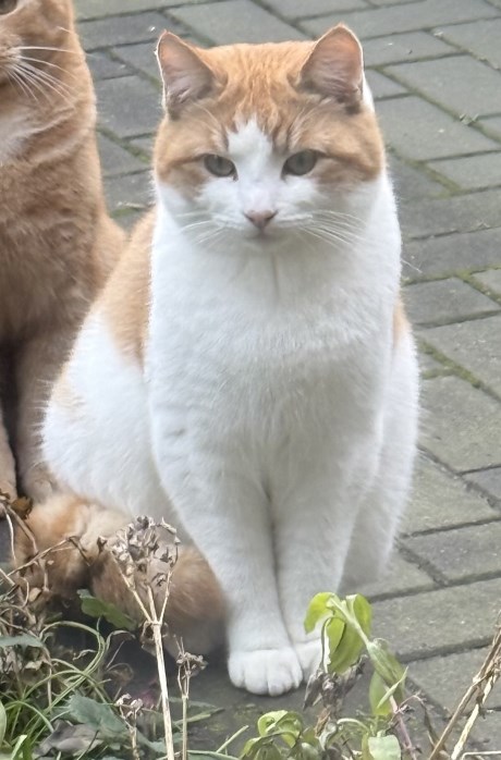 Kat Europese korthaar of huiskat