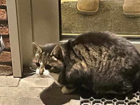 Kat Europese korthaar of huiskat