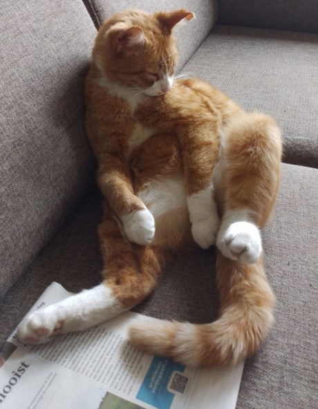 Kat Europese korthaar of huiskat