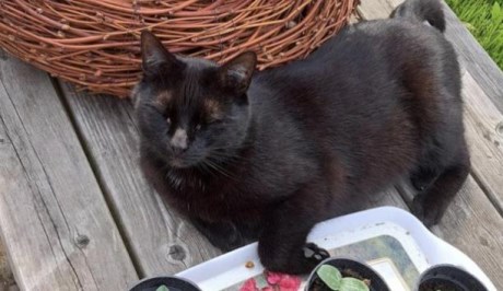 Kat Europese korthaar of huiskat