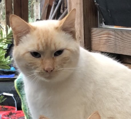 Kat Europese korthaar of huiskat