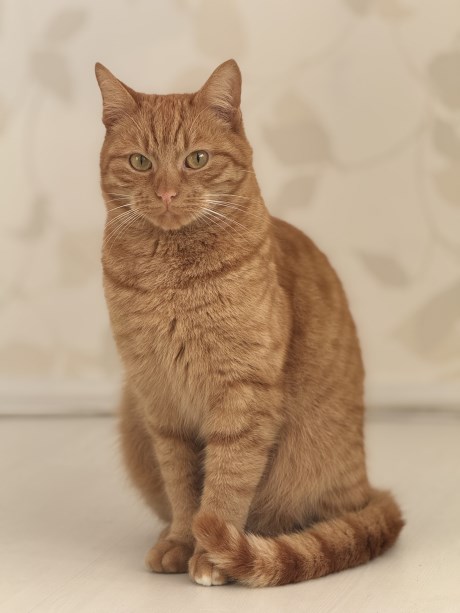 Kat Europese korthaar of huiskat