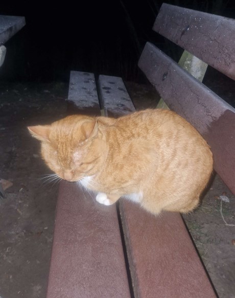 Kat Europese korthaar of huiskat