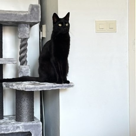 Kat Europese korthaar of huiskat