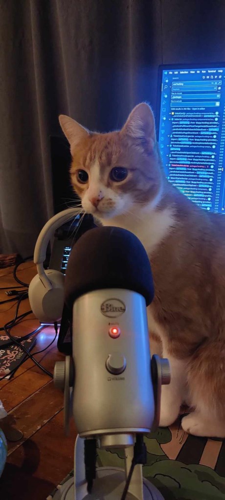 Kat Europese korthaar of huiskat