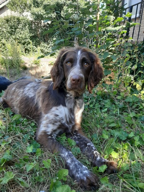 Hond Spaniel