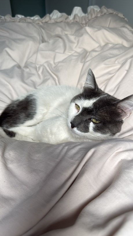 Kat Europese korthaar of huiskat