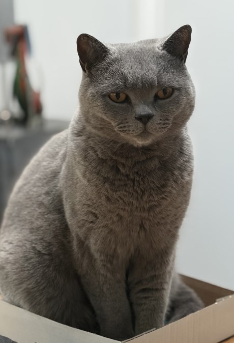 Kat Brits korthaar X