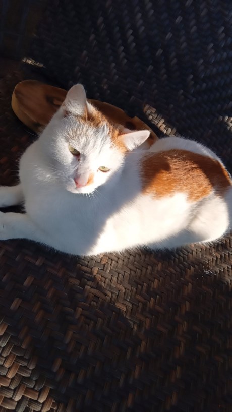 Kat Europese korthaar of huiskat