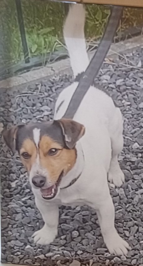 Hond Jachthond overig