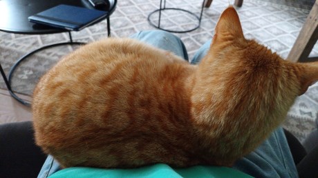 Kat Europese korthaar of huiskat