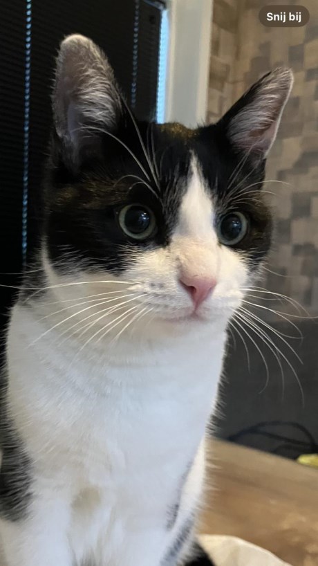 Kat Europese korthaar of huiskat