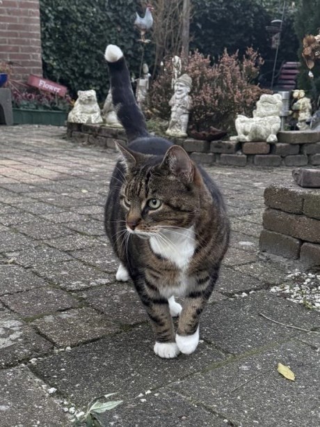 Kat Europese korthaar of huiskat