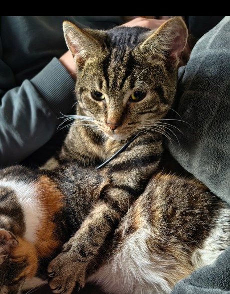 Kat Europese korthaar of huiskat