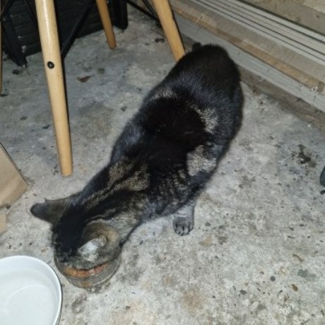 Kat Europese korthaar of huiskat