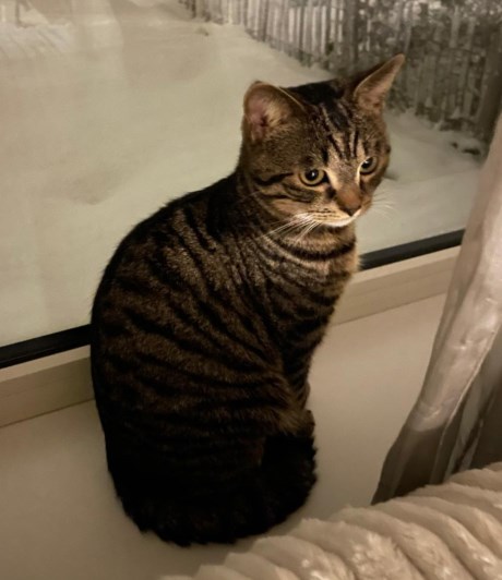 Kat Europese korthaar of huiskat