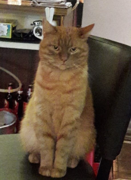 Kat Europese korthaar of huiskat