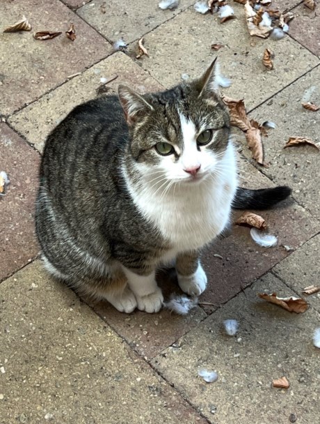 Kat Europese korthaar of huiskat